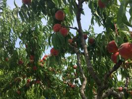 Szedd magad Őszibarack, Szár