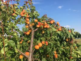 Szedd magad Sárgabarack, Szár