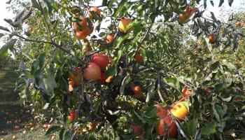 Szedd magad Alma, Dánszentmiklós