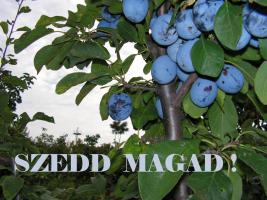 Szedd magad Szilva, Hatvan