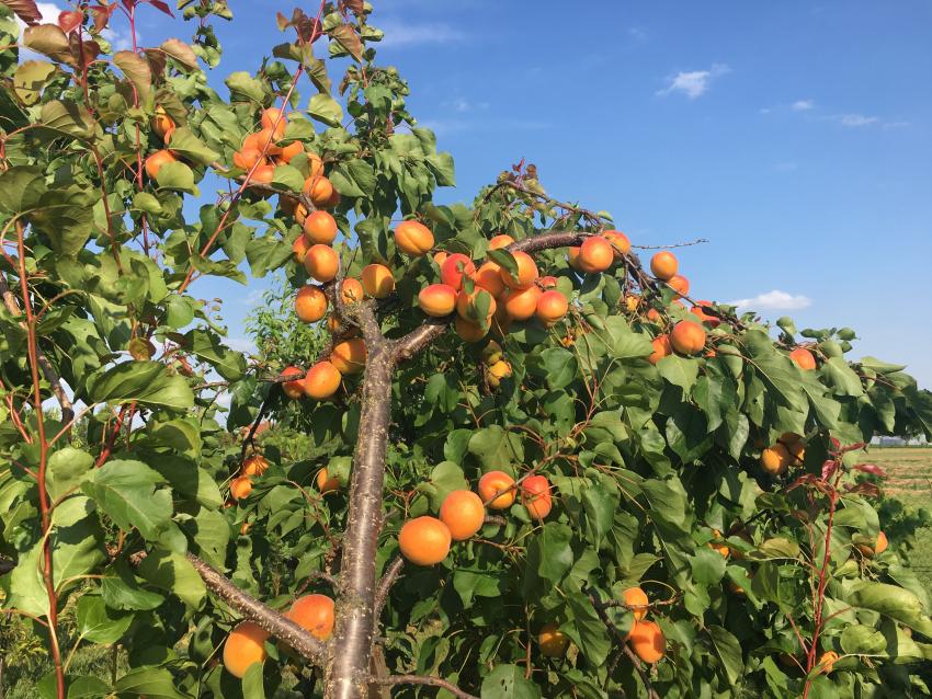 Szedd magad Sárgabarack, Szár településen 2025 évben
