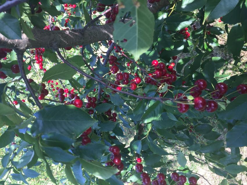 Szedd magad Meggy, Vitnyéd településen 2025 évben