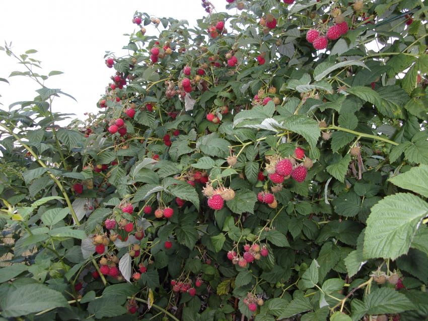 Szedd magad Málna, Nógrád településen 2026 évben