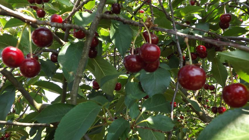 Szedd magad Meggy, Dánszentmiklós településen 2025 évben