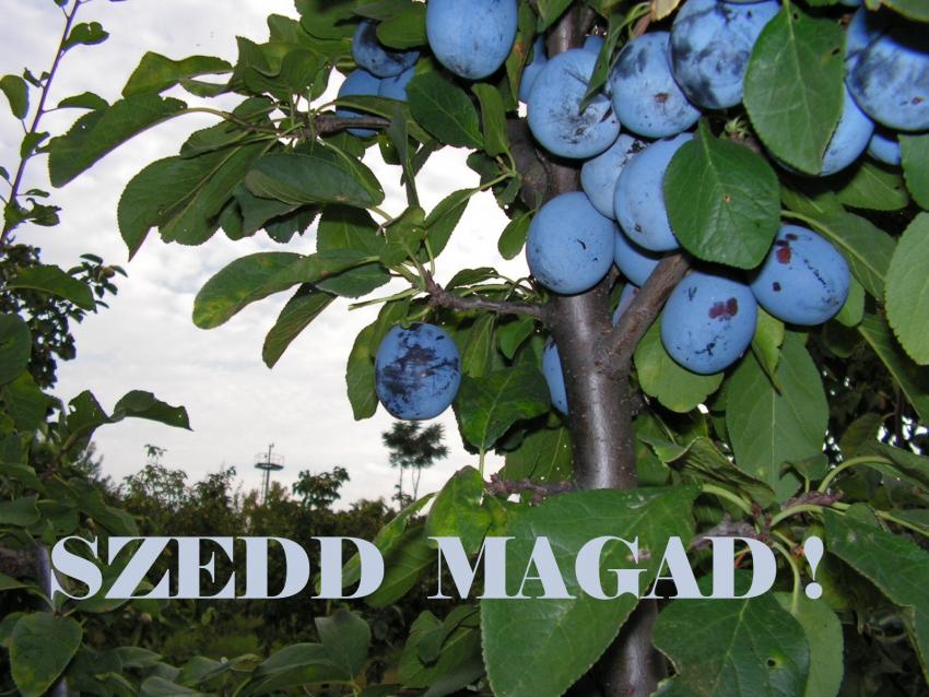 Szedd magad Szilva, Hatvan településen 2026 évben