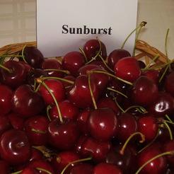 Cseresznye fajta, Sunburst